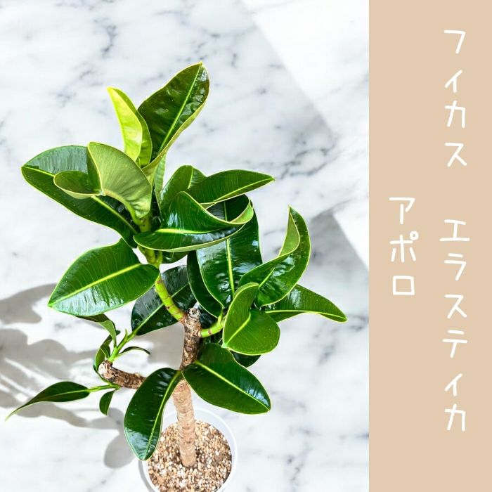 観葉植物現品販売