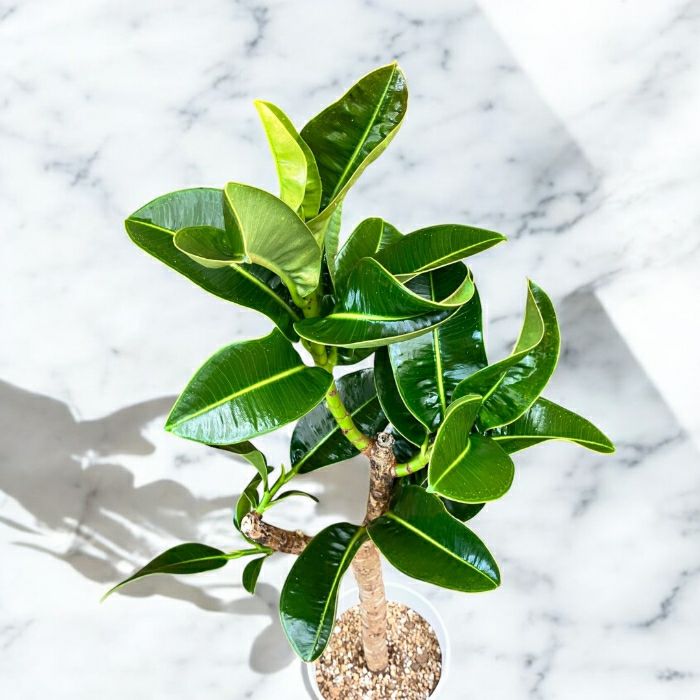 観葉植物現品販売