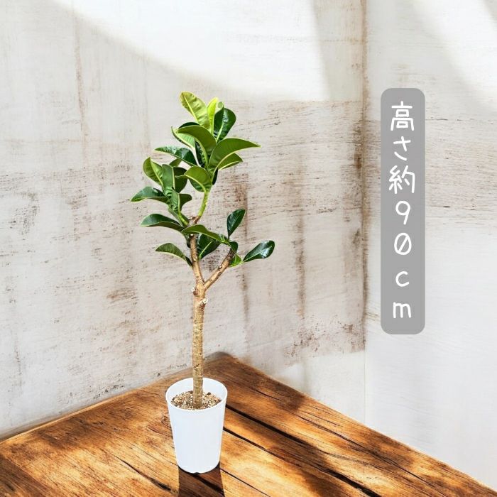 観葉植物現品販売
