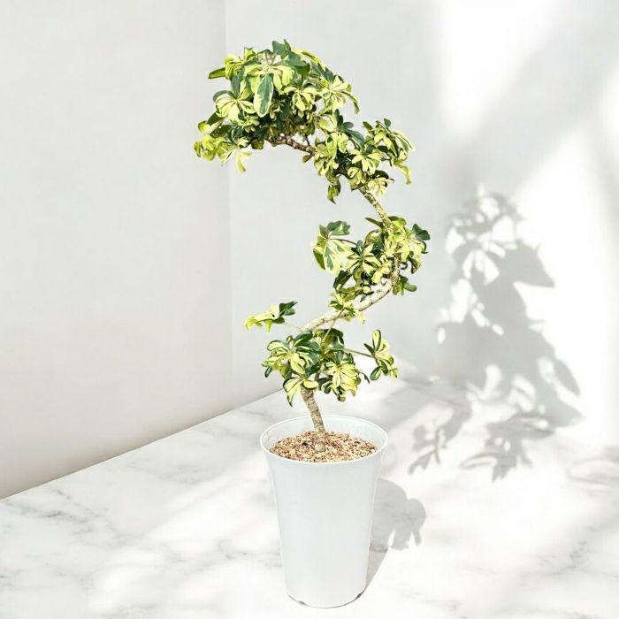 観葉植物 本物 ☆現品販売☆“シェフレラ・ジェニーネ” 曲がり樹形 希少