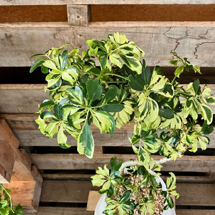 観葉植物現品販売