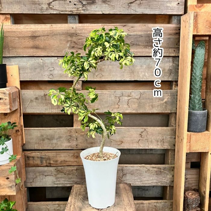 観葉植物現品販売