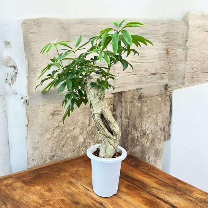 観葉植物 本物 【現品】☆激レア樹形☆ シェフレラ アルボリコラ