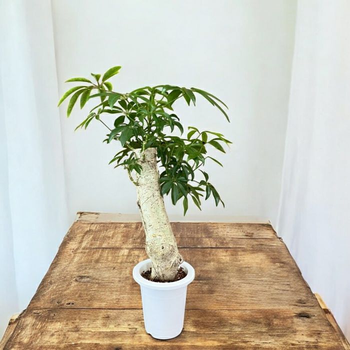 観葉植物現品販売