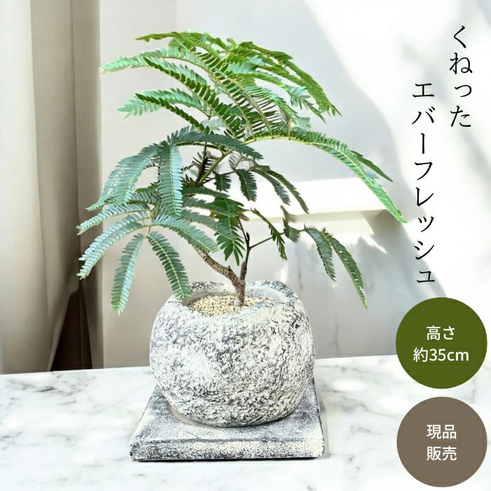 観葉植物現品販売
