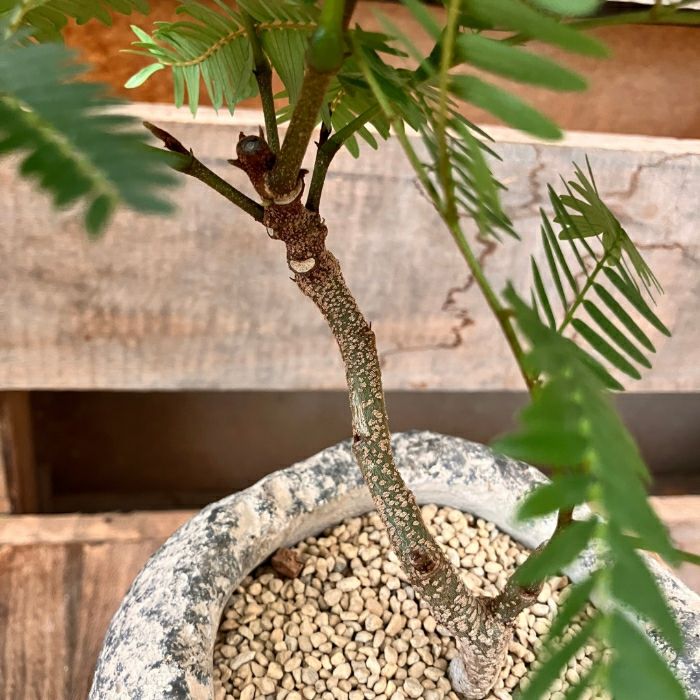 観葉植物現品販売