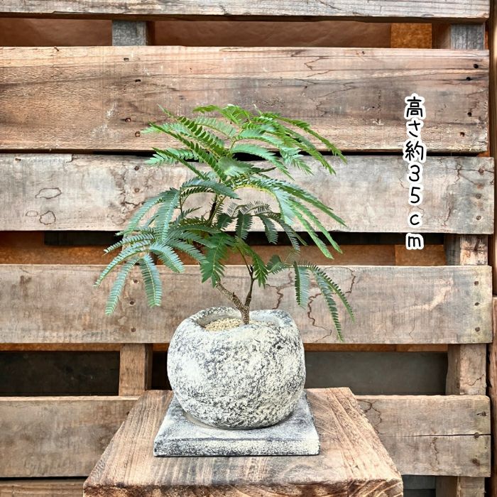 観葉植物現品販売