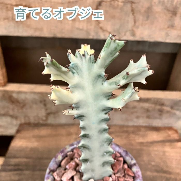 観葉植物現品販売