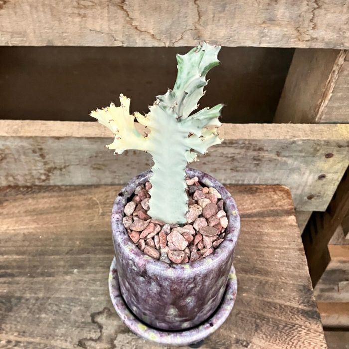 観葉植物現品販売