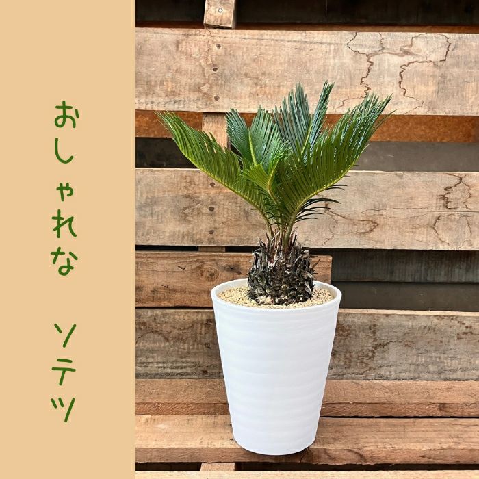 観葉植物現品販売