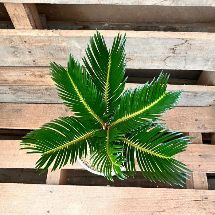 観葉植物現品販売