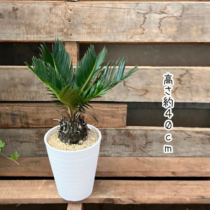 観葉植物現品販売