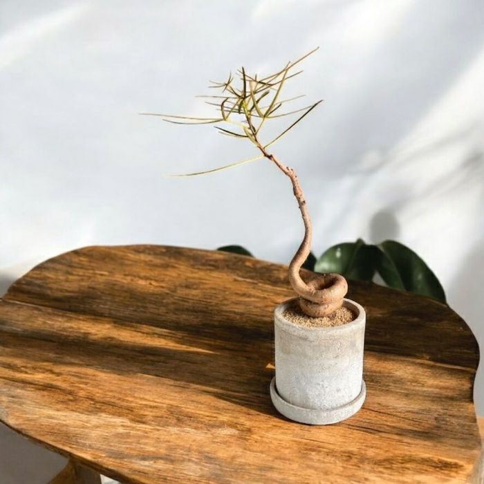 観葉植物現品販売