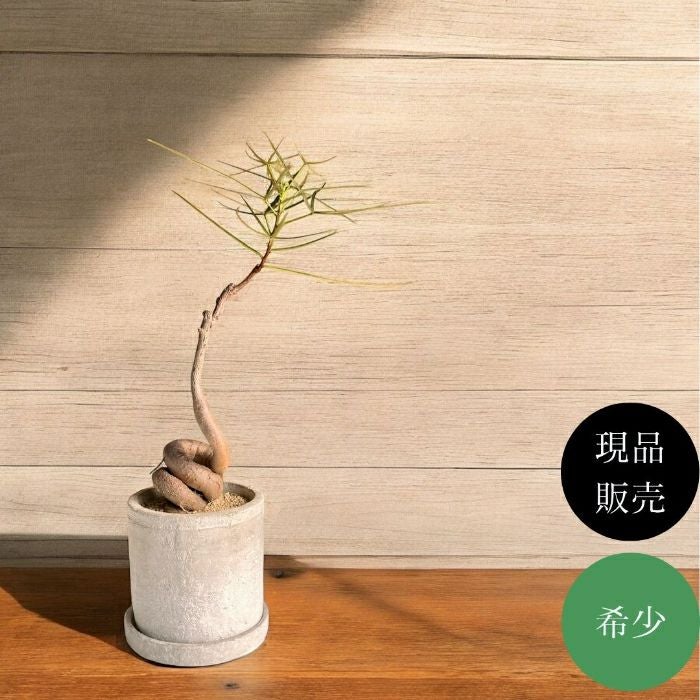 観葉植物現品販売