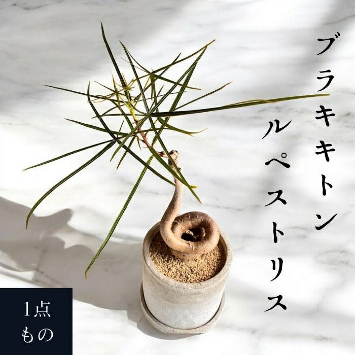 観葉植物現品販売