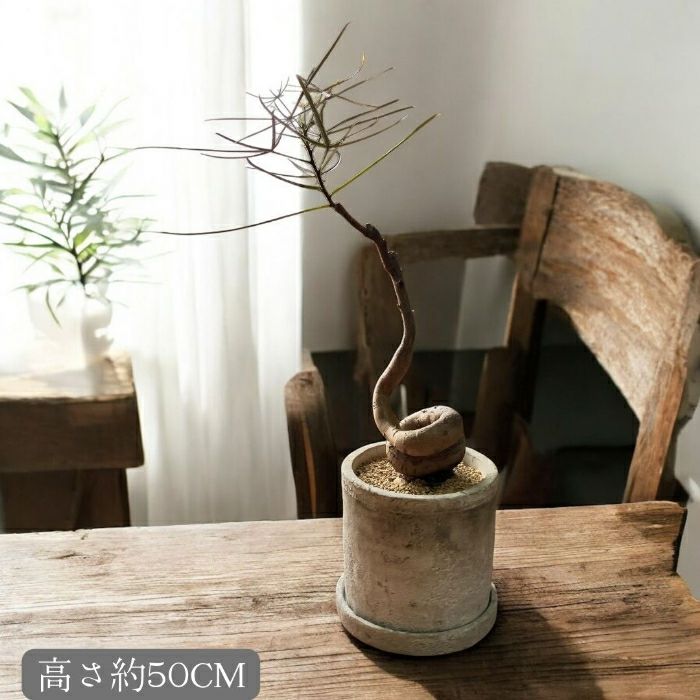 観葉植物現品販売