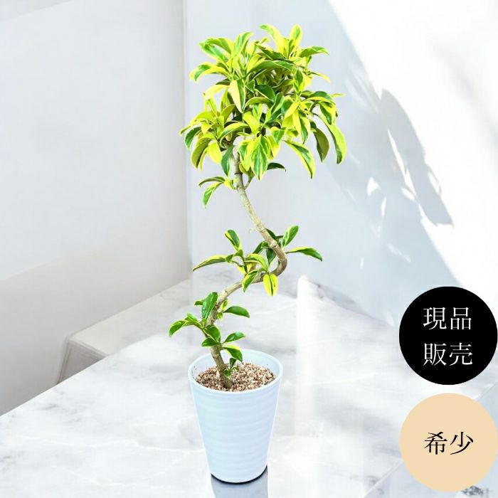 観葉植物現品販売