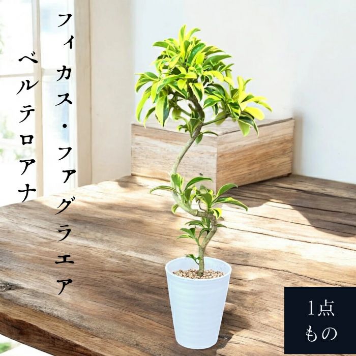 観葉植物現品販売