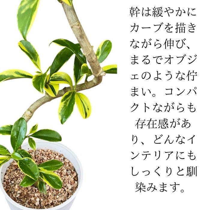 観葉植物現品販売