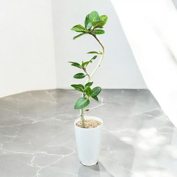 観葉植物現品販売