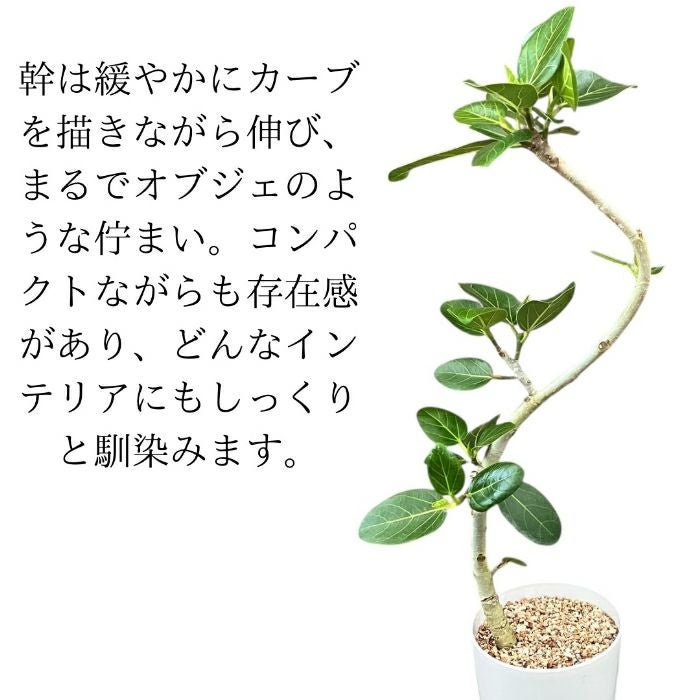 観葉植物現品販売