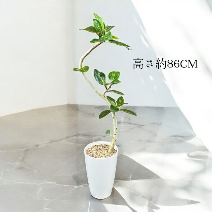 観葉植物現品販売