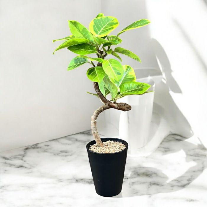 観葉植物現品販売