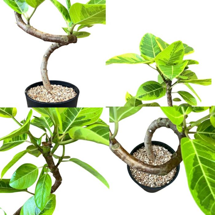 観葉植物現品販売