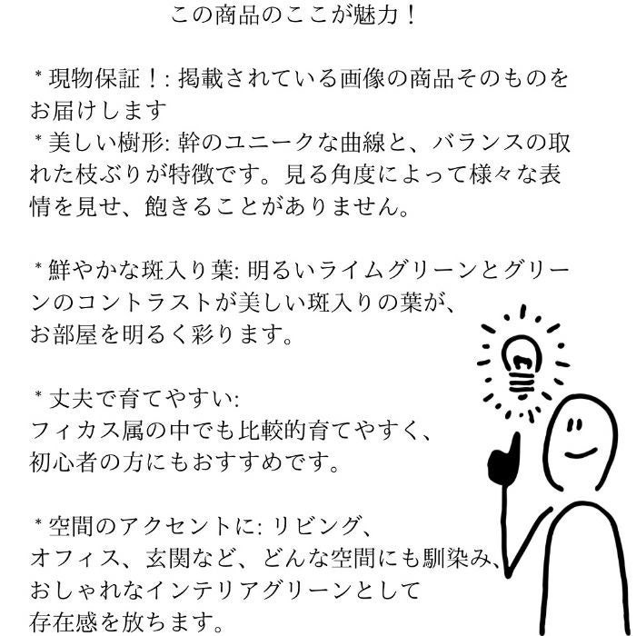 観葉植物現品販売