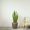 サンスベリア・ローレンティー 10号鉢 ポリストーン鉢カバー付き 陶器調 観葉植物 本物