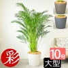  アレカヤシ 10号鉢 ポリストーン鉢カバー付き 陶器調 観葉植物 本物