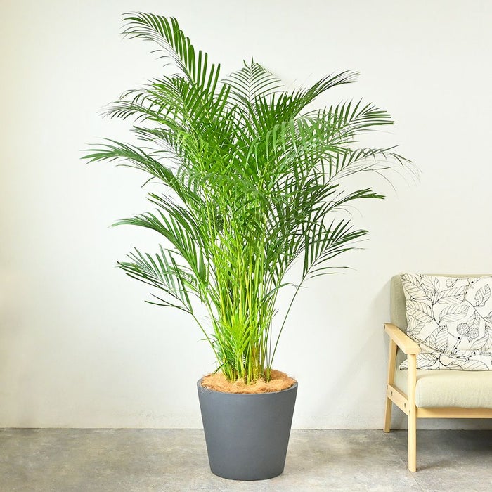  アレカヤシ 10号鉢 ポリストーン鉢カバー付き 陶器調 観葉植物 本物