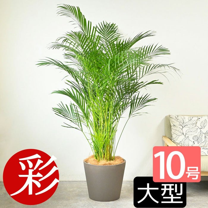  アレカヤシ 10号鉢 ポリストーン鉢カバー付き 陶器調 観葉植物 本物