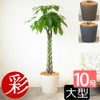 パキラ 10号鉢 ポリストーン鉢カバー付き 陶器調 観葉植物 本物