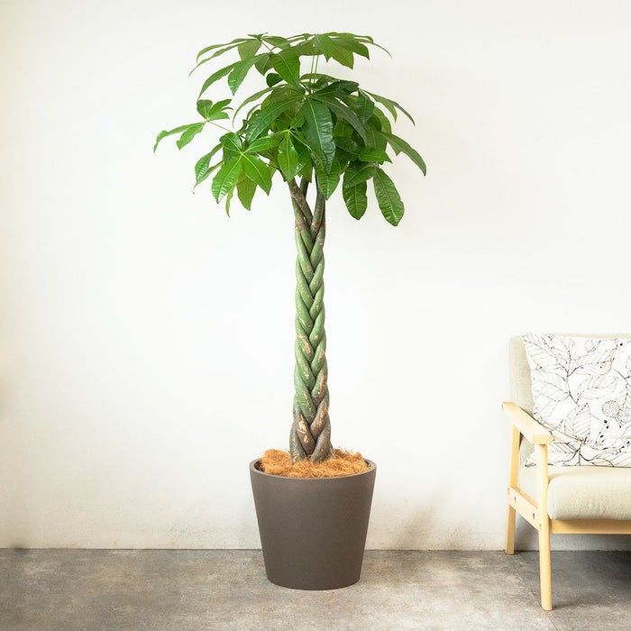 パキラ 10号鉢 ポリストーン鉢カバー付き 陶器調 観葉植物 本物