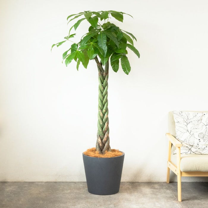 パキラ 10号鉢 ポリストーン鉢カバー付き 陶器調 観葉植物 本物