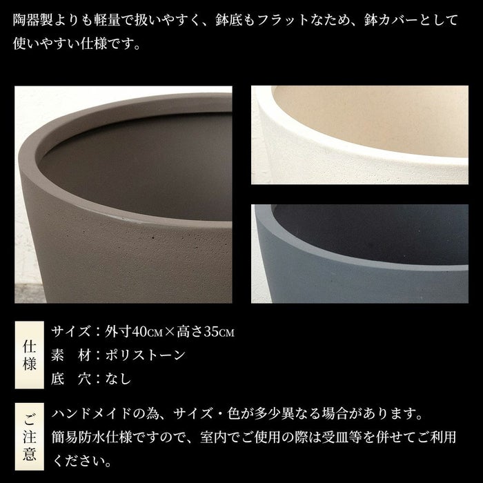 パキラ 10号鉢 ポリストーン鉢カバー付き 陶器調 観葉植物 本物