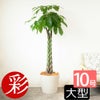 パキラ 10号鉢 ポリストーン鉢カバー付き 陶器調 観葉植物 本物