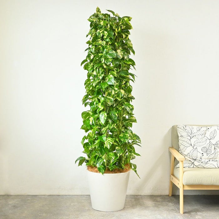 ポトス・タワー仕立て 10号鉢 ポリストーン鉢カバー付き 陶器調 観葉植物 本物