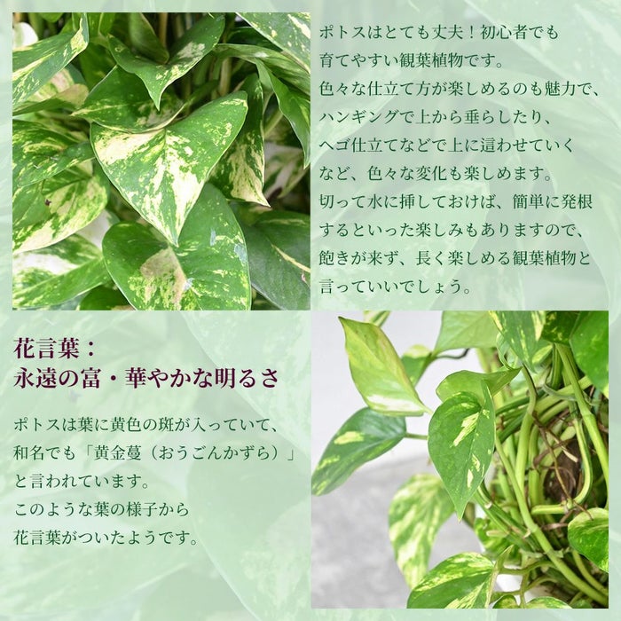 ポトス・タワー仕立て 10号鉢 ポリストーン鉢カバー付き 陶器調 観葉植物 本物