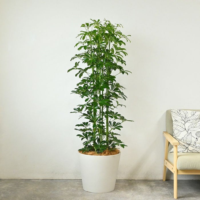 ホンコンカポック 10号鉢 ポリストーン鉢カバー付き 陶器調 観葉植物 本物