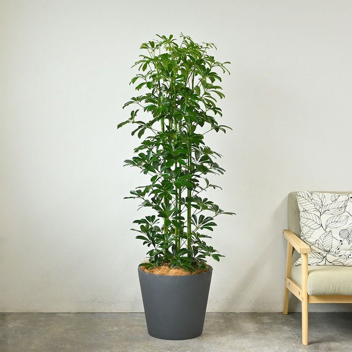 ホンコンカポック 10号鉢 ポリストーン鉢カバー付き 陶器調 観葉植物 本物