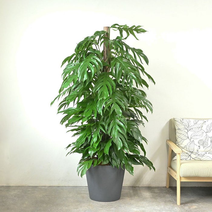 マングーカズラ 10号鉢 ポリストーン鉢カバー付き 陶器調 観葉植物 本物