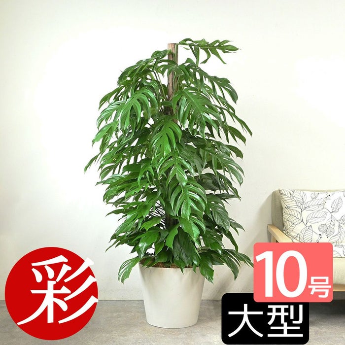 マングーカズラ 10号鉢 ポリストーン鉢カバー付き 陶器調 観葉植物 本物