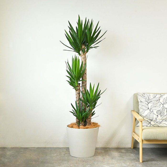 ユッカ・エレファンティペス 10号鉢 ポリストーン鉢カバー付き 陶器調 観葉植物 本物