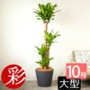 幸福の木 ドラセナ・マッサンゲアナ 10号鉢 ポリストーン鉢カバー付き 陶器調 観葉植物 本物