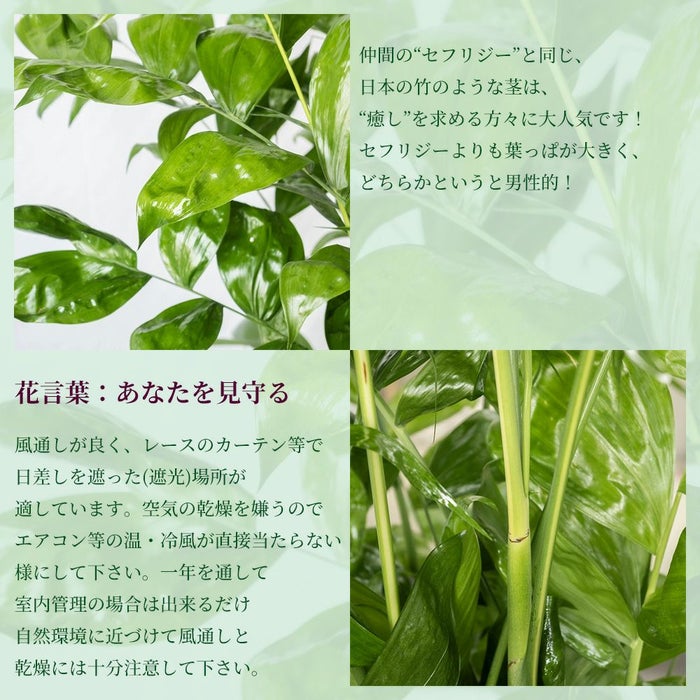 高性 チャメドレア 10号鉢 ポリストーン鉢カバー付き 陶器調 観葉植物 本物