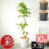 フィカス・アルテシーマ・バリエガタ 曲がり樹形 10号鉢 ポリストーン鉢カバー付き 陶器調 観葉植物 本物
