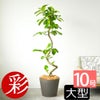 フィカス・アルテシーマ・バリエガタ 曲がり樹形 10号鉢 ポリストーン鉢カバー付き 陶器調 観葉植物 本物