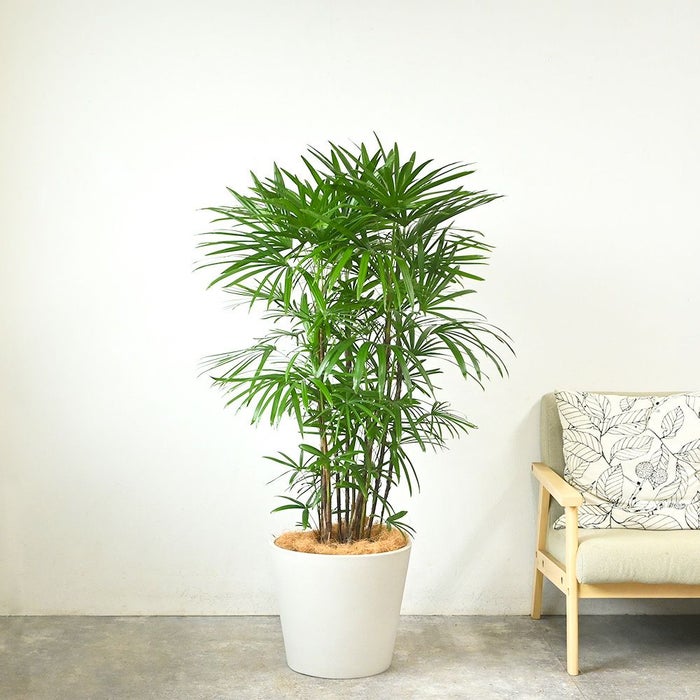 シュロチク 棕櫚竹 10号鉢 ポリストーン鉢カバー付き 陶器調 観葉植物 本物
